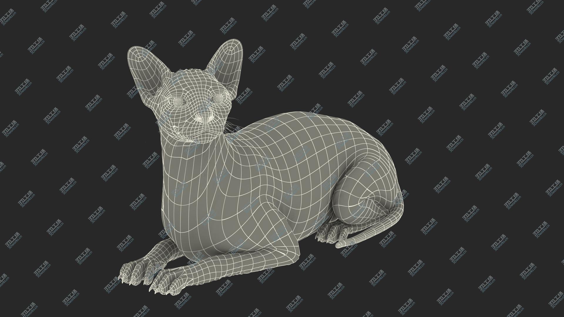 images/goods_img/202104093/3D Dark Cream Sphynx Cat Lying Pose/2.jpg